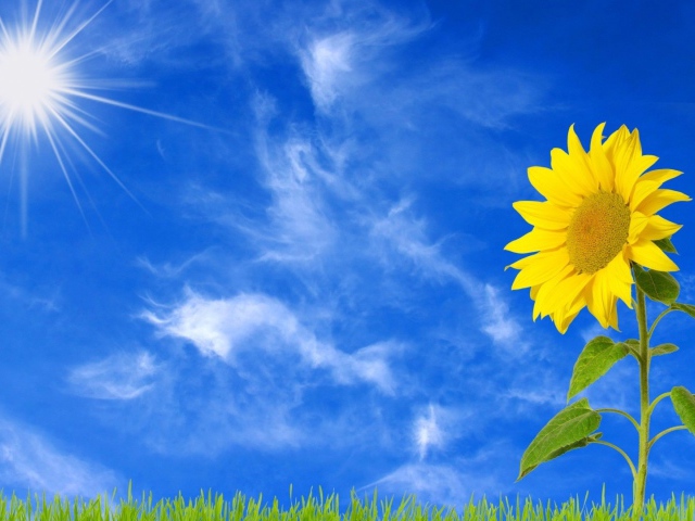 Yellow Blossoming Sunflower Under The Bright Sun Wallpapers And Images Wallpapers Pictures 