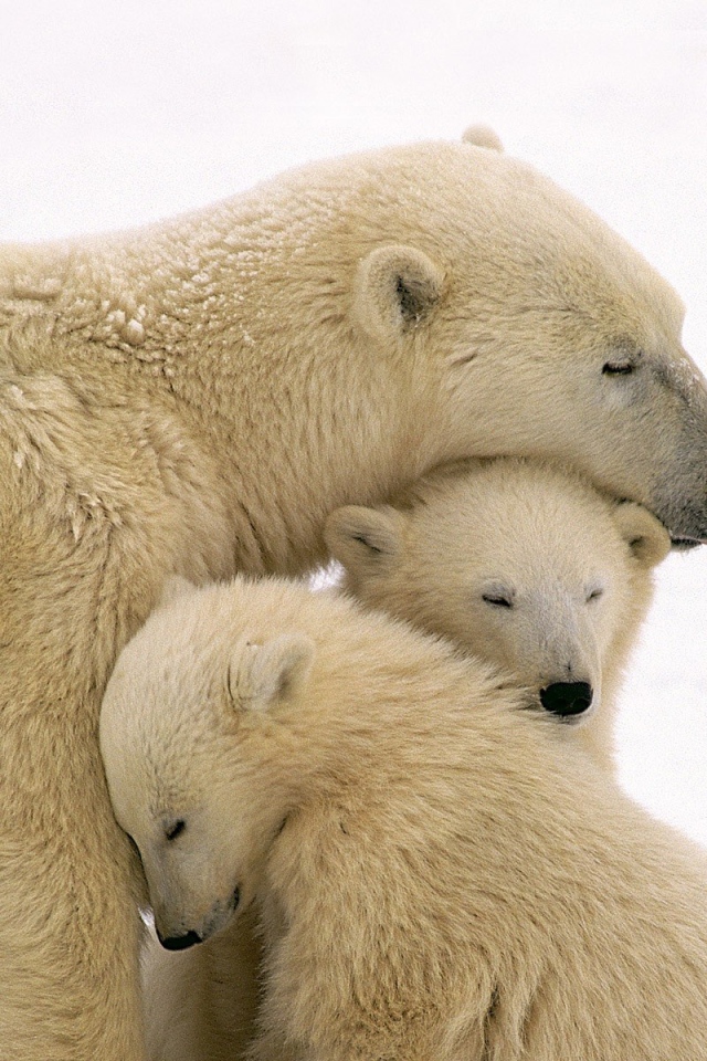 Белая медведица и два медвежонка