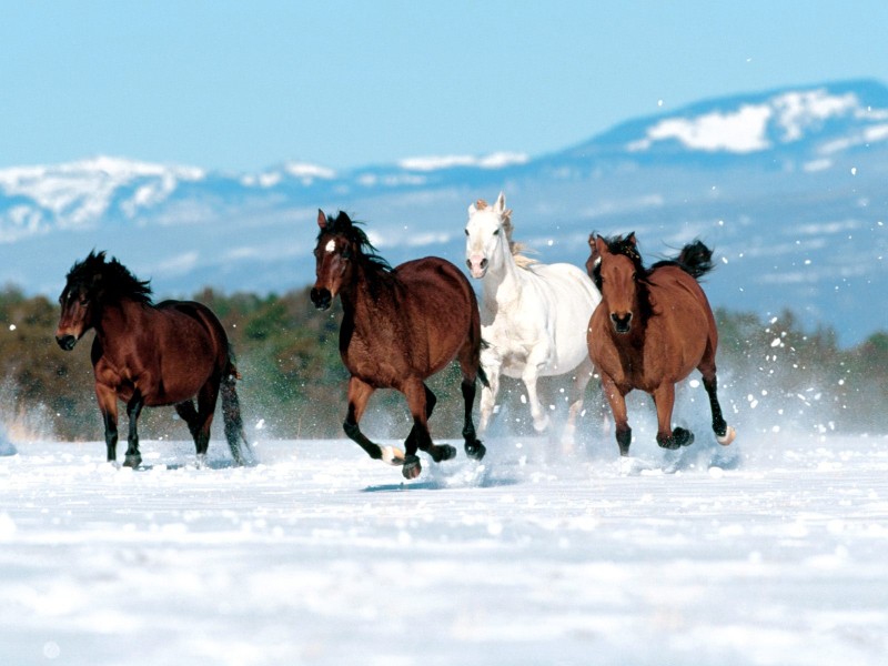 http://www.zastavki.com/pictures/800x600/2007/Animals_Horses__004307_.jpg