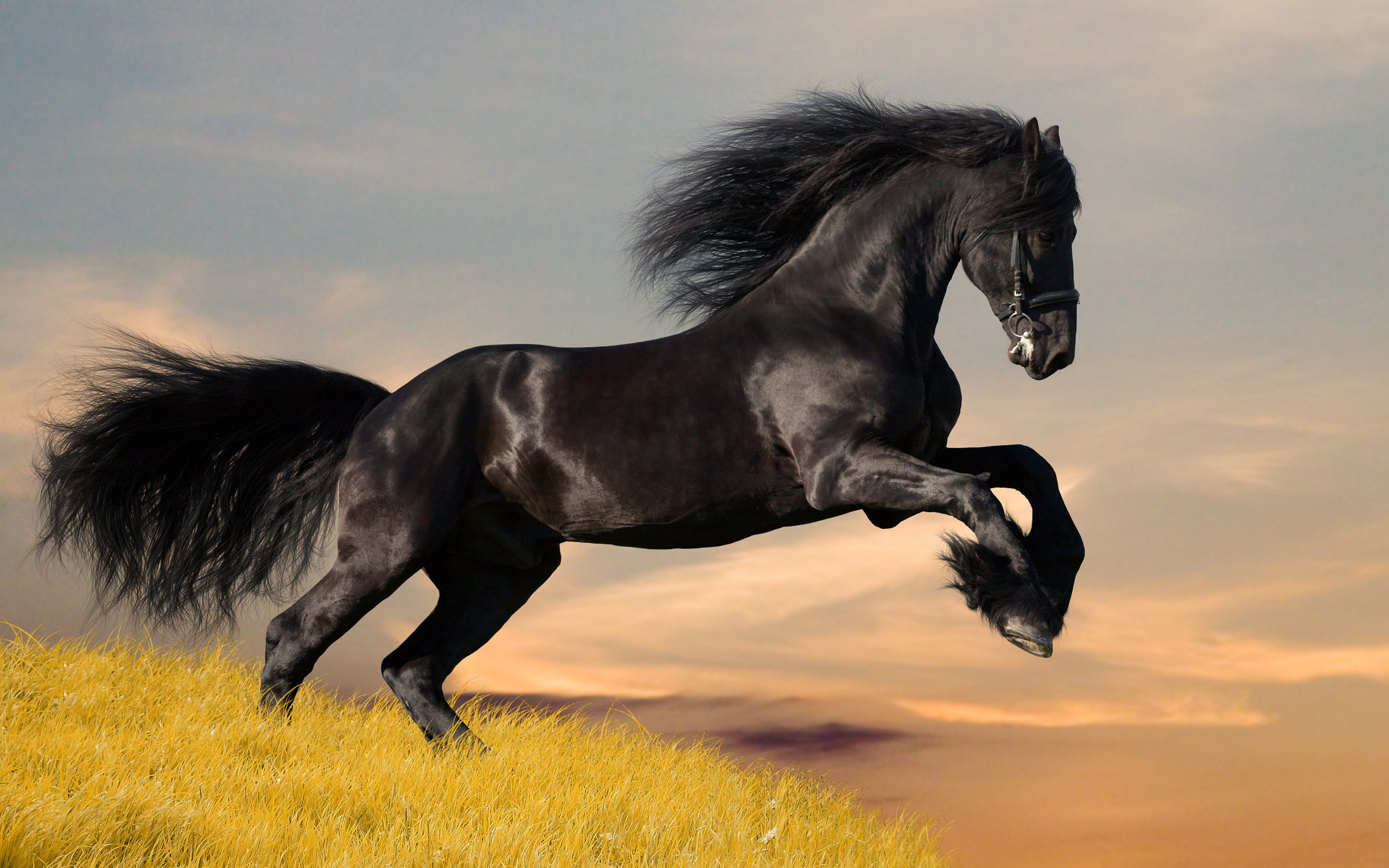 Black mustang horse wallpapers and images wallpapers, pictures, photos