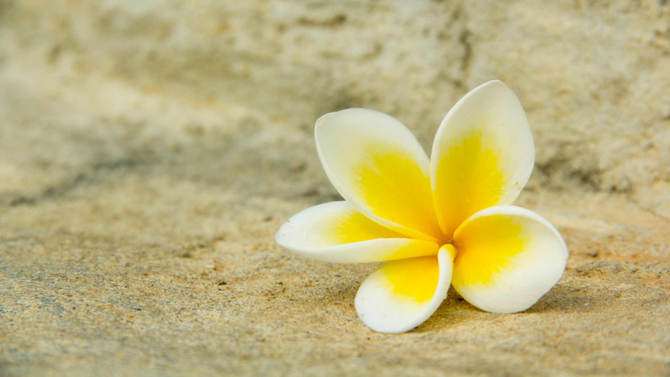 Yellow plumeria wallpapers and images - wallpapers, pictures, photos