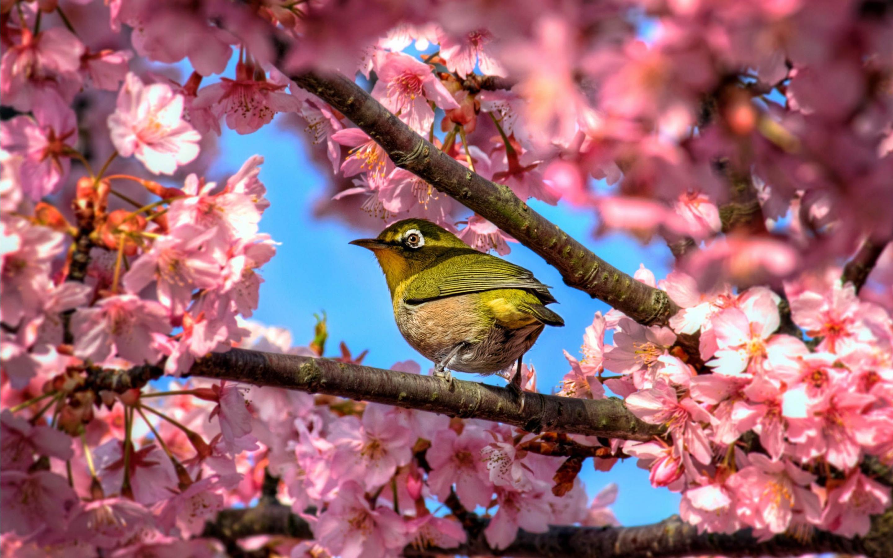 Birdie in an Oriental cherry wallpapers and images - wallpapers