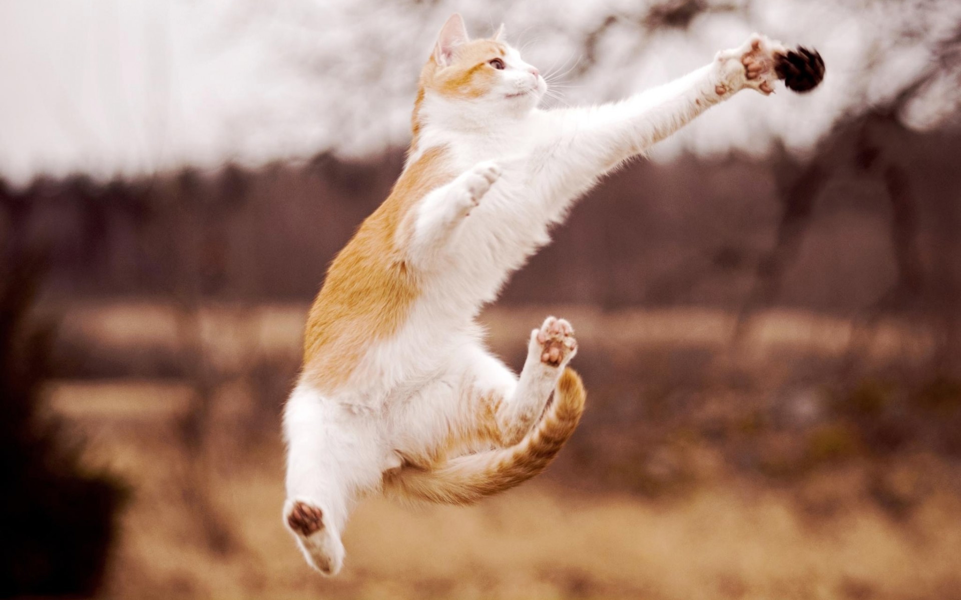 Cats jumping blurred background wallpapers and images - wallpapers