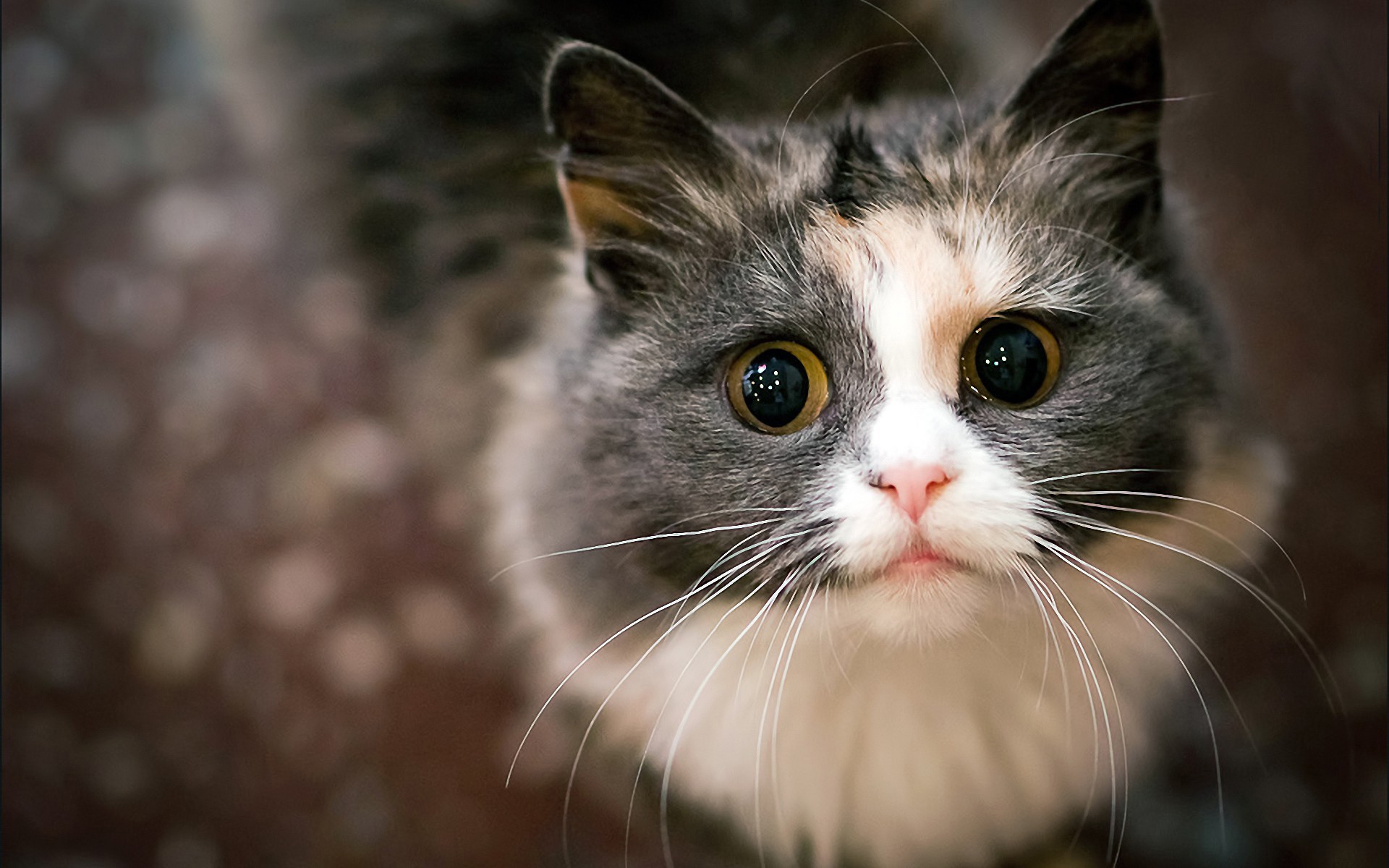 Scared cat with huge eyes wallpapers and images - wallpapers, pictures, photos