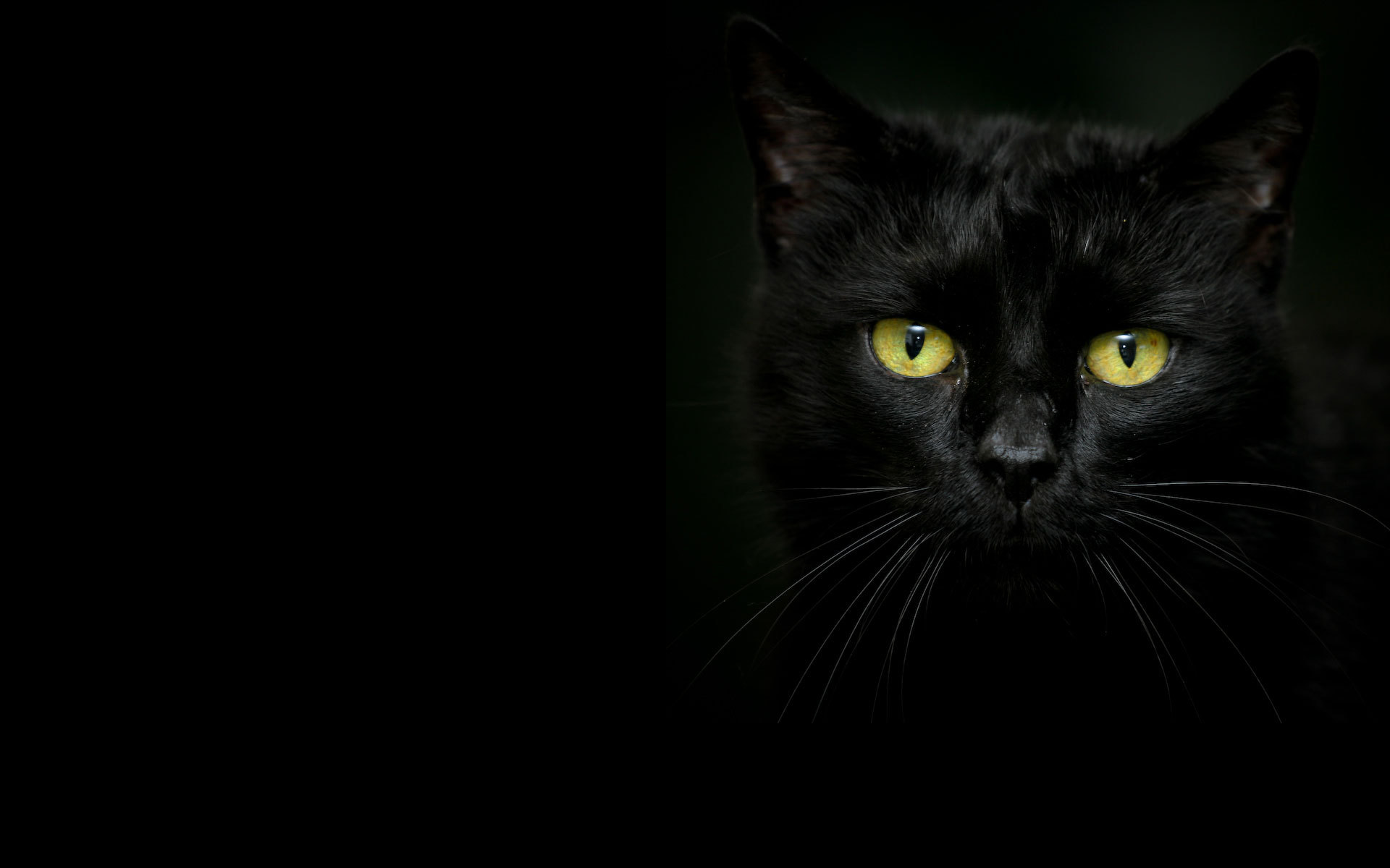 Beautiful black cat on a dark background wallpapers and images - wallpapers, pictures, photos