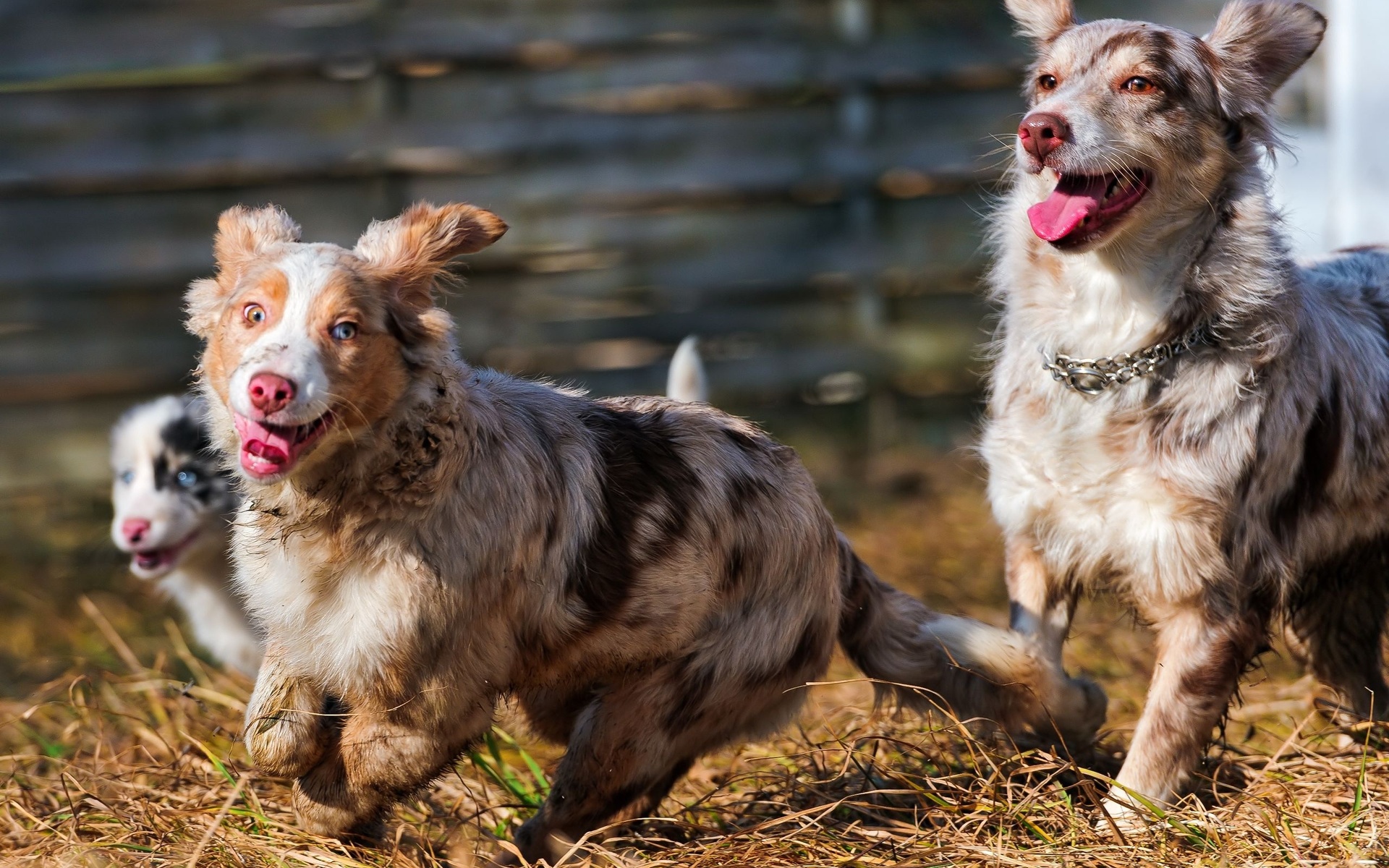 The Fun And Playful Nature Of Australian Shepherds