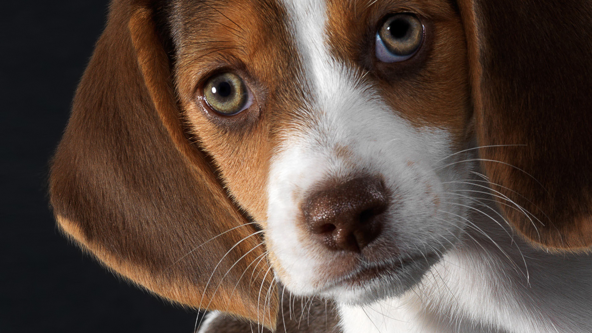 Beautiful eyes beagle dog wallpapers and images - wallpapers, pictures