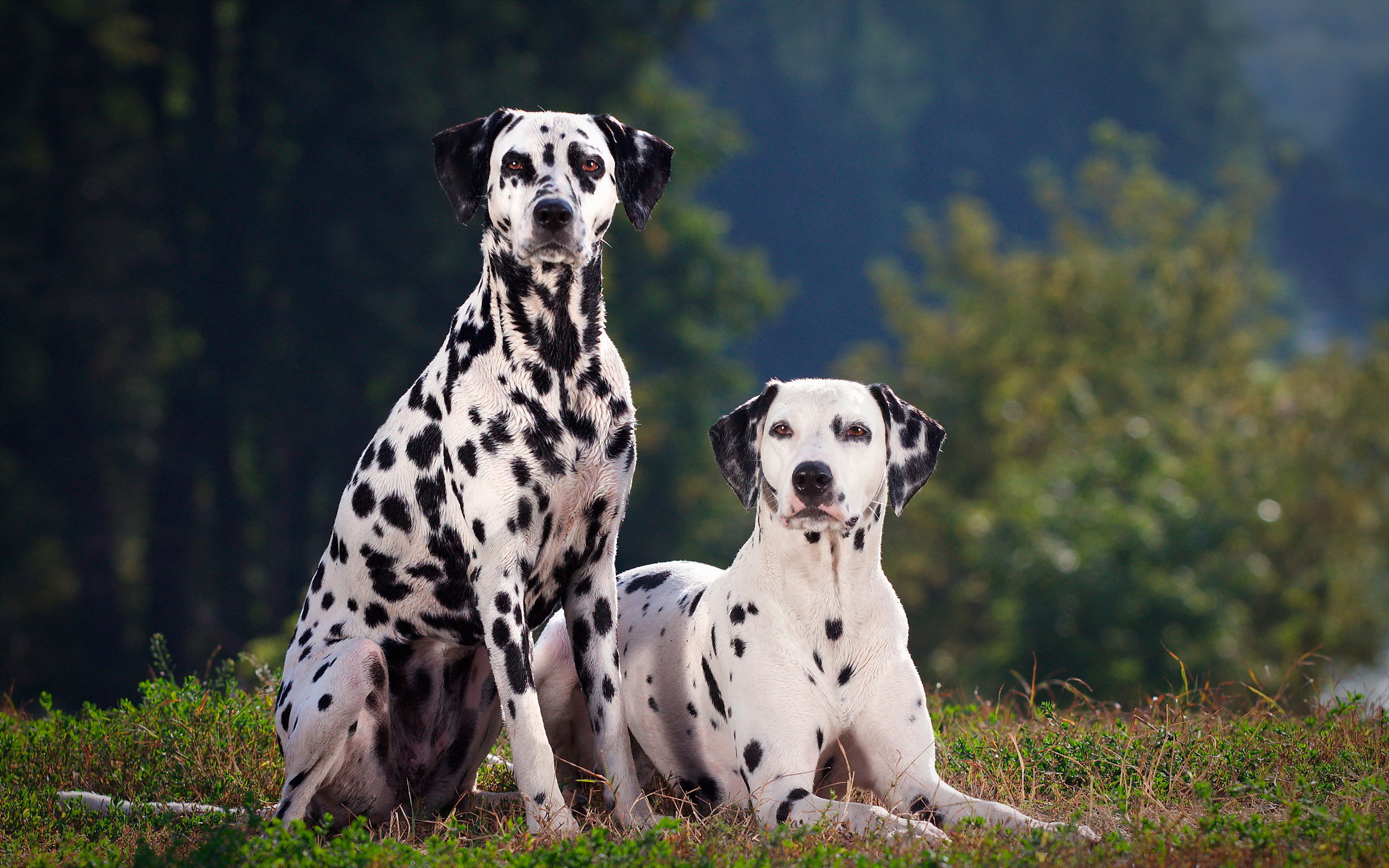 Dalmatians in the forest wallpapers and images - wallpapers, pictures