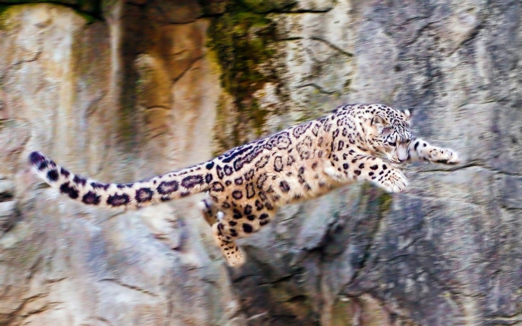 Snow leopard jumping off a cliff wallpapers and images - wallpapers