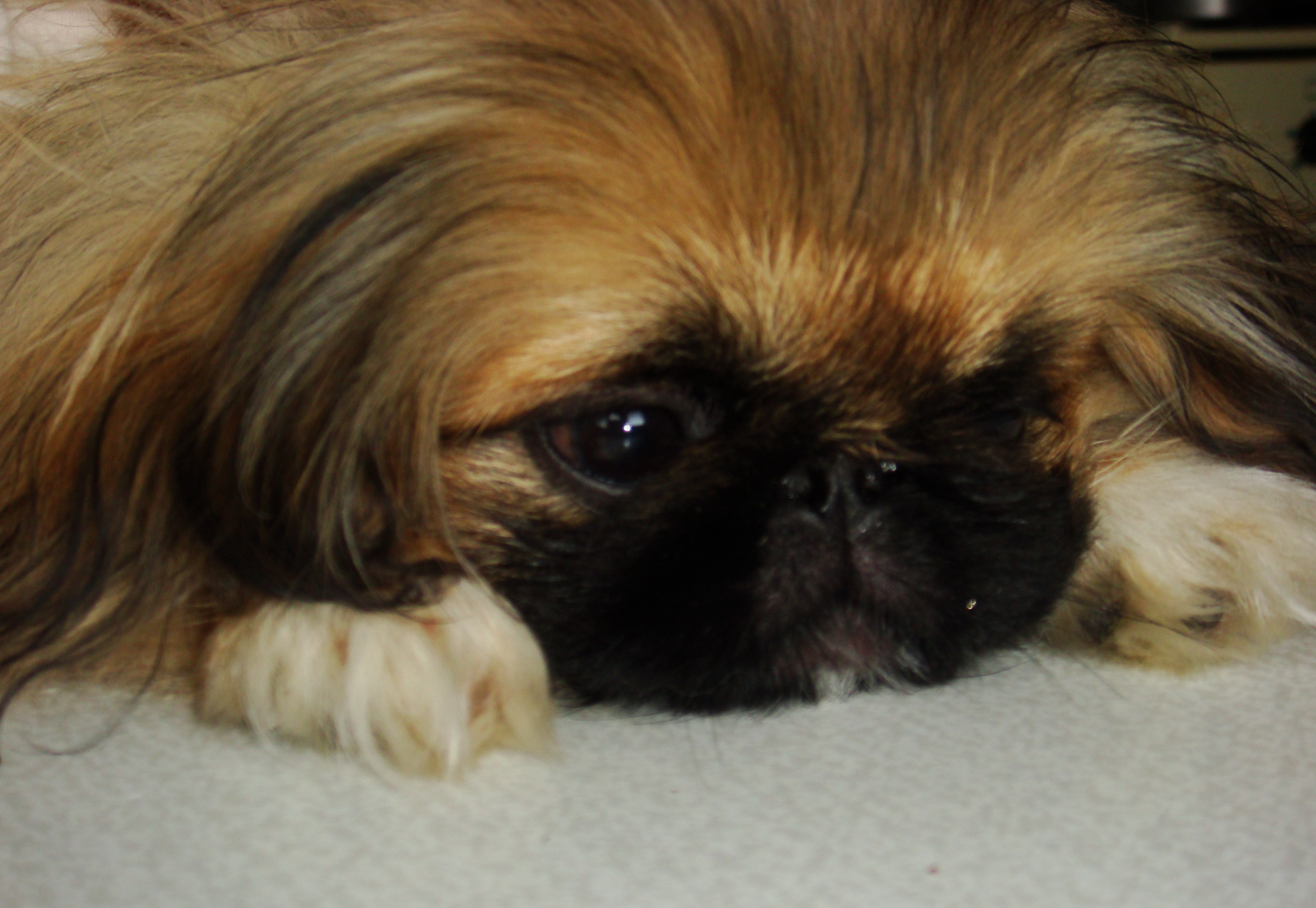 Animals___Dogs_Little_girl_Pekingese_084699_.jpg