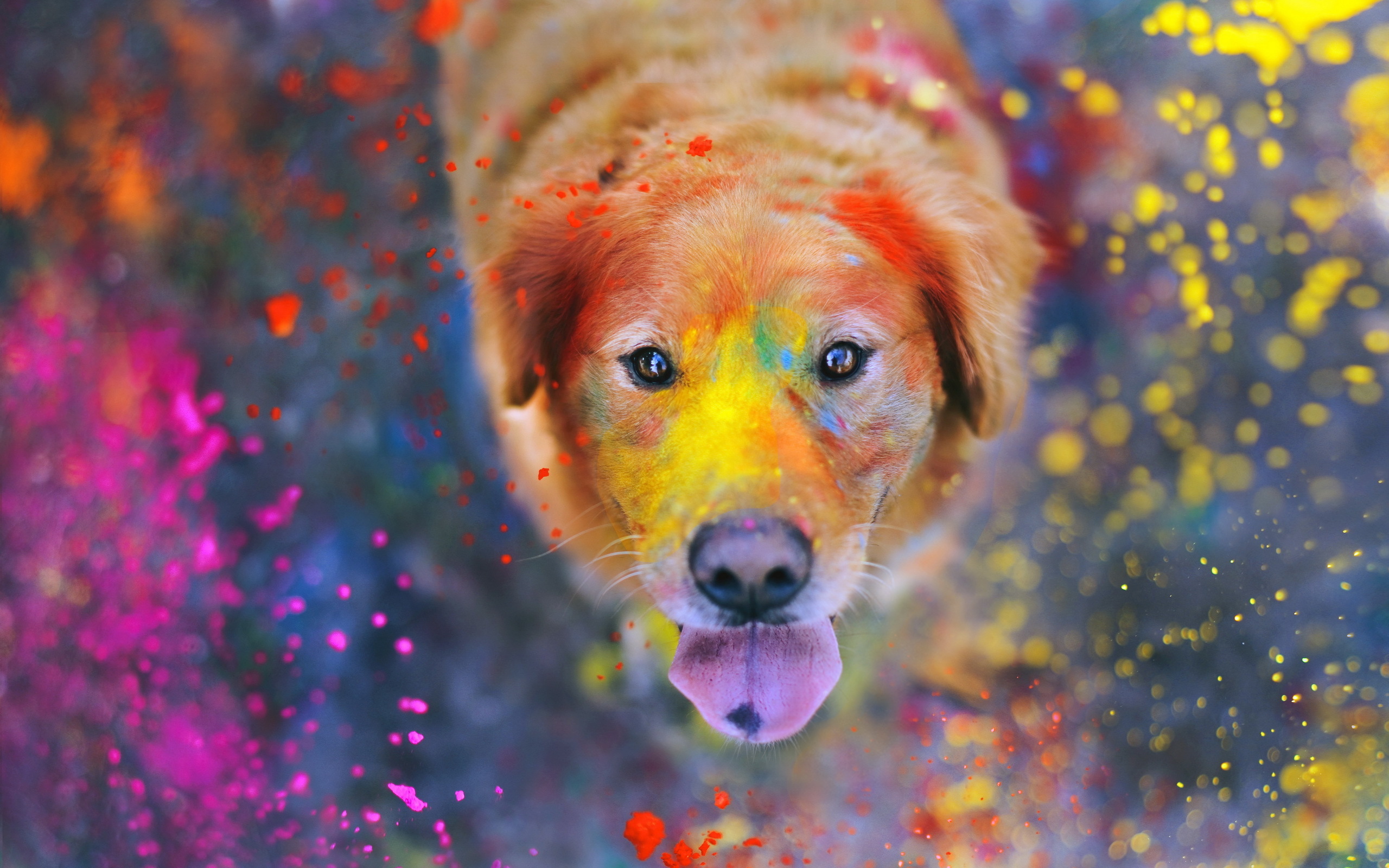 The dog in the paint wallpapers and images - wallpapers, pictures, photos