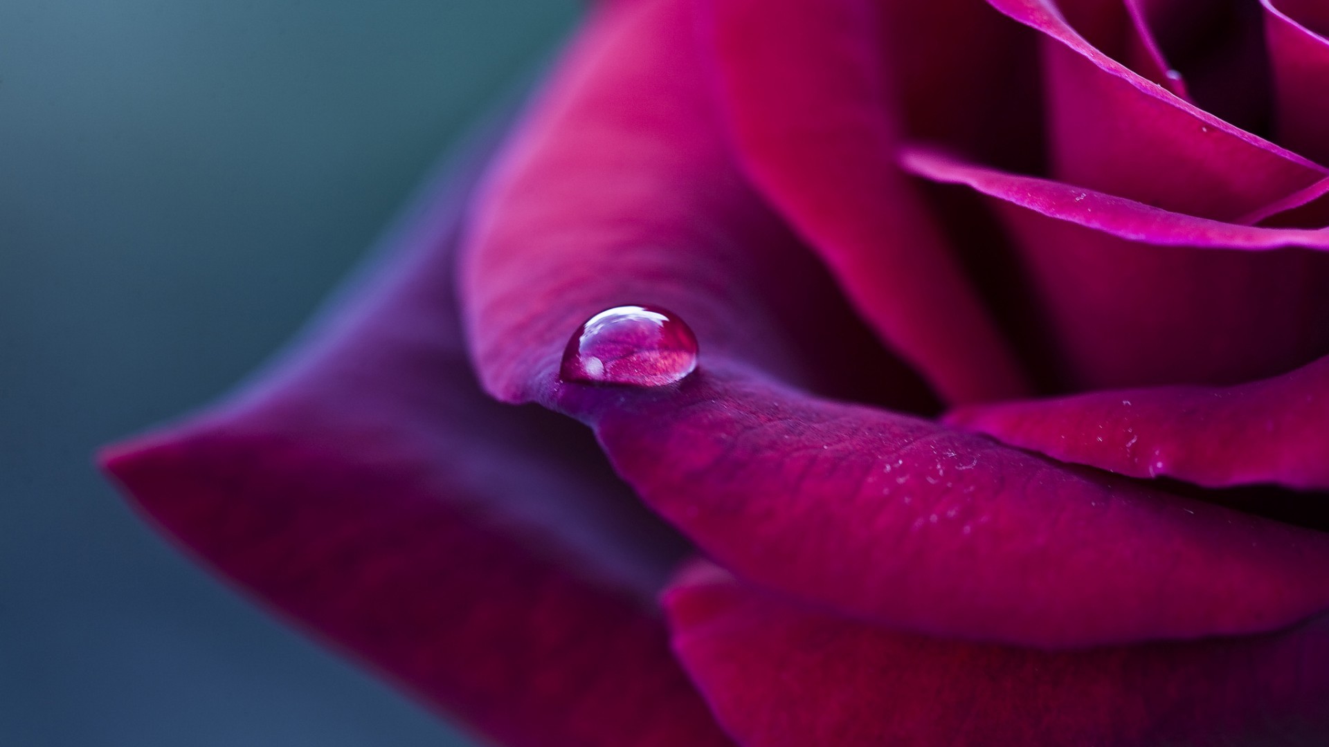 Purple Rose And Drop Of Rain Wallpapers And Images Wallpapers