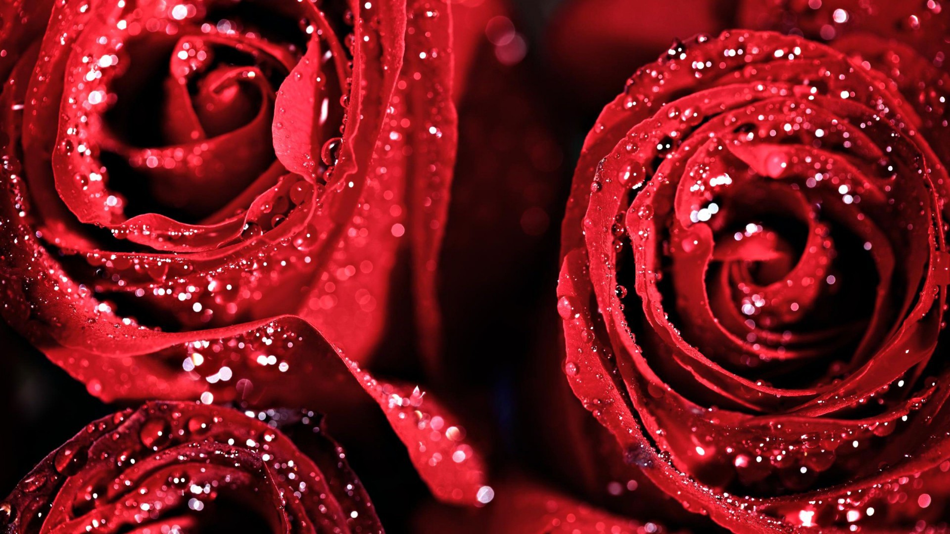 Red Roses With Water Drops With Black Background