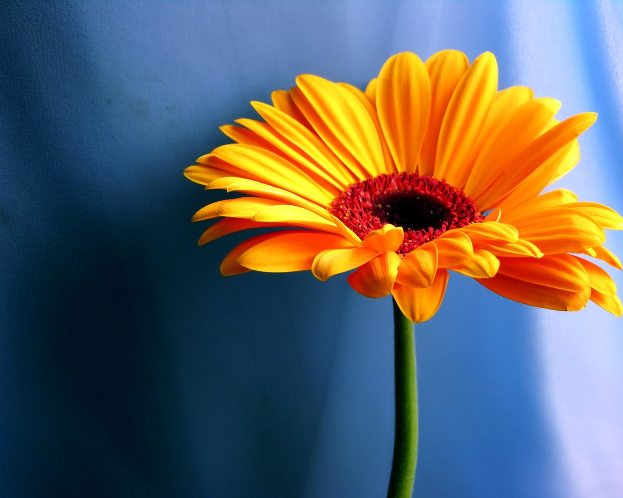 Yellow daisy wallpapers and images - wallpapers, pictures, photos