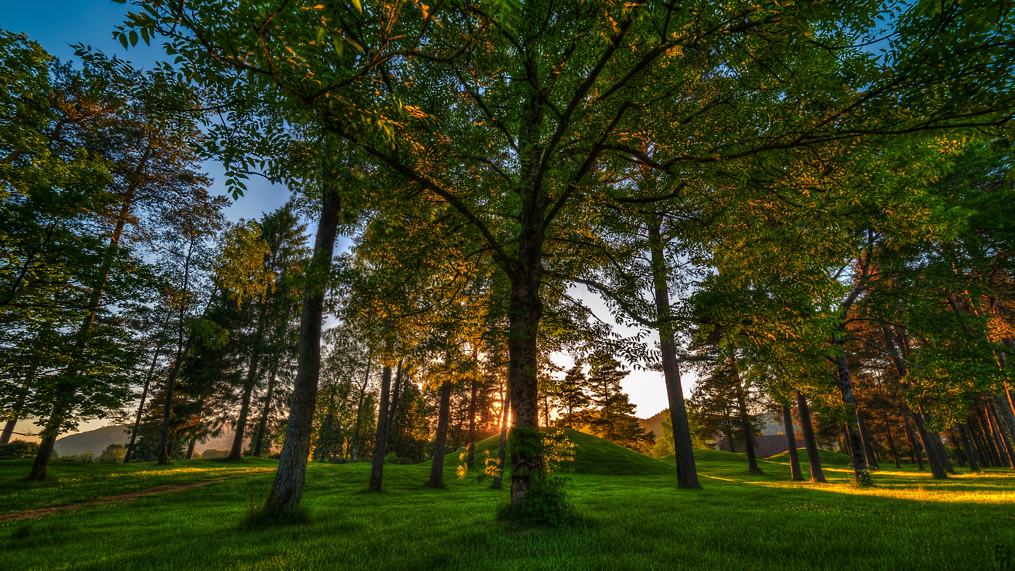 Роскошные пейзажи Норвегии - Страница 10 Nature___Forest_Forest_in_Norway_086583_