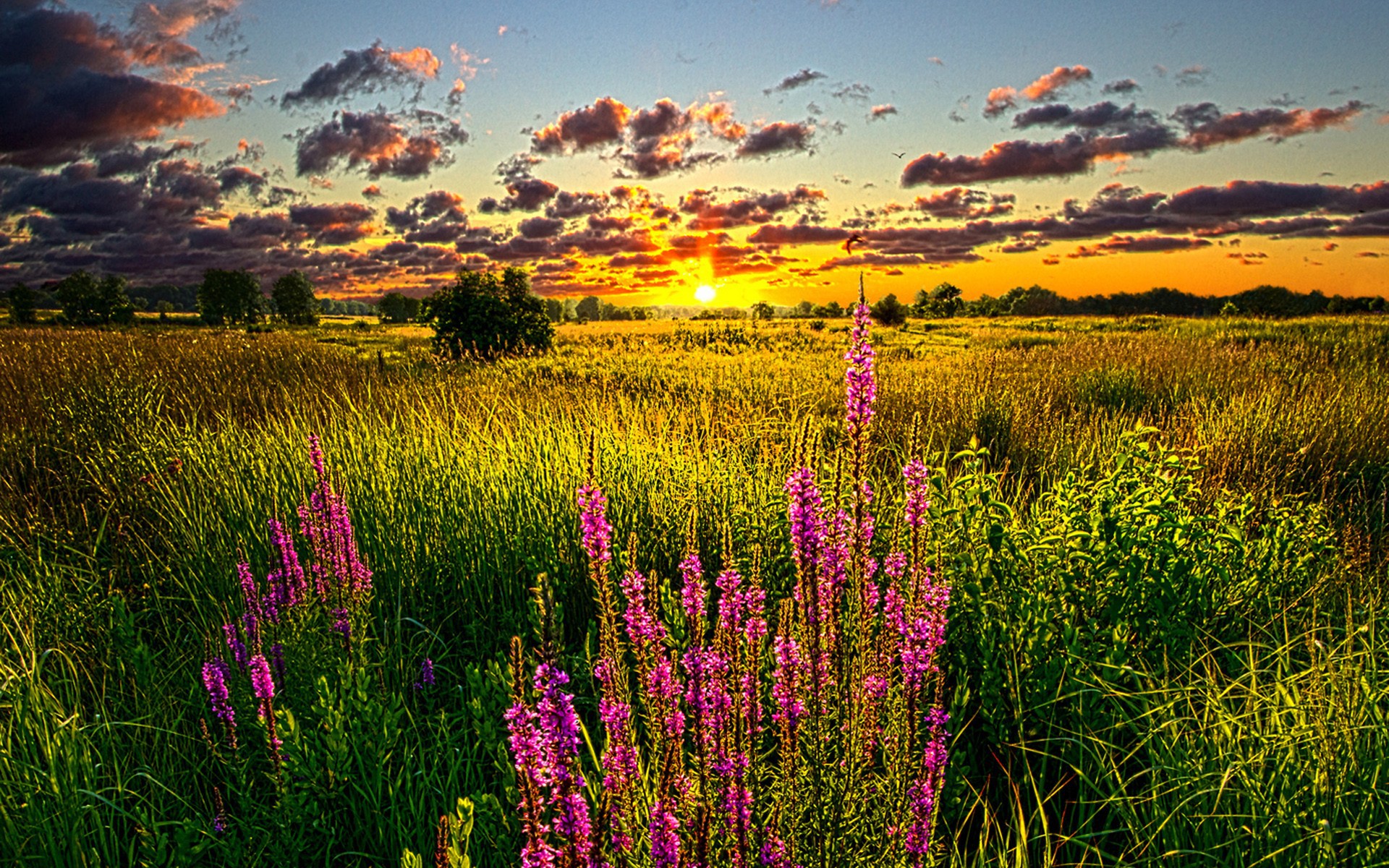 Summer sunset over the field wallpapers and images - wallpapers