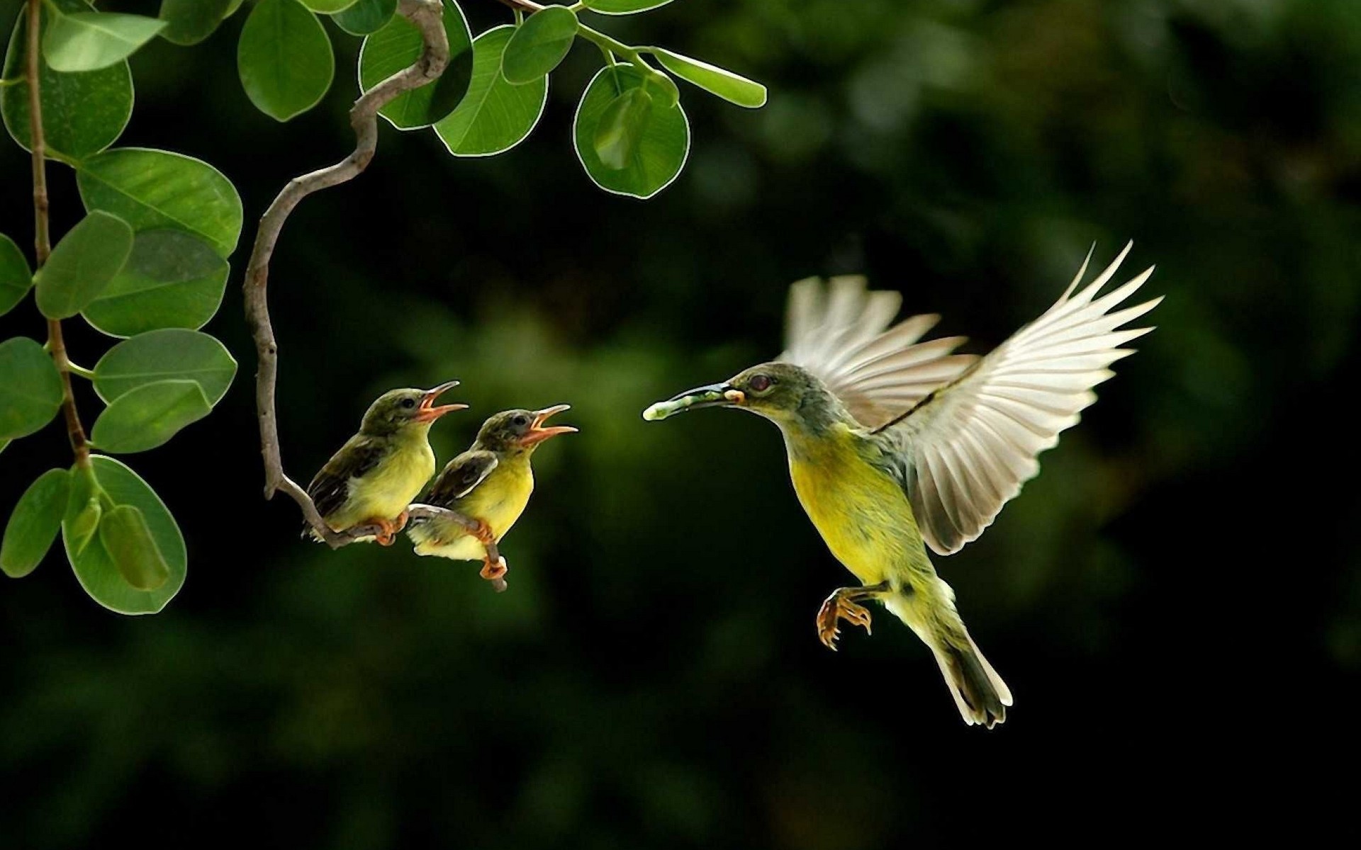 Hummingbirds feed their chicks wallpapers and images - wallpapers