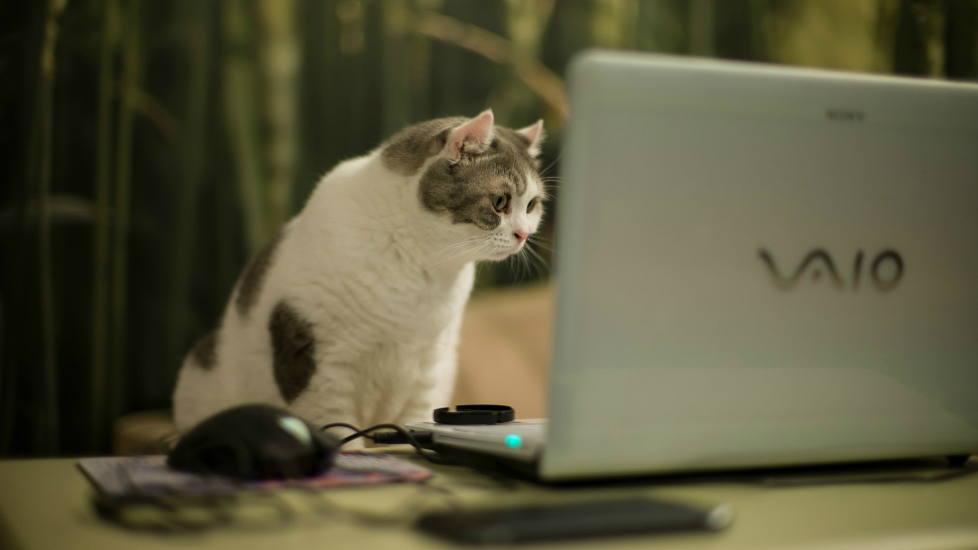 Cat looking at a laptop screen wallpapers and images - wallpapers, pictures, photos