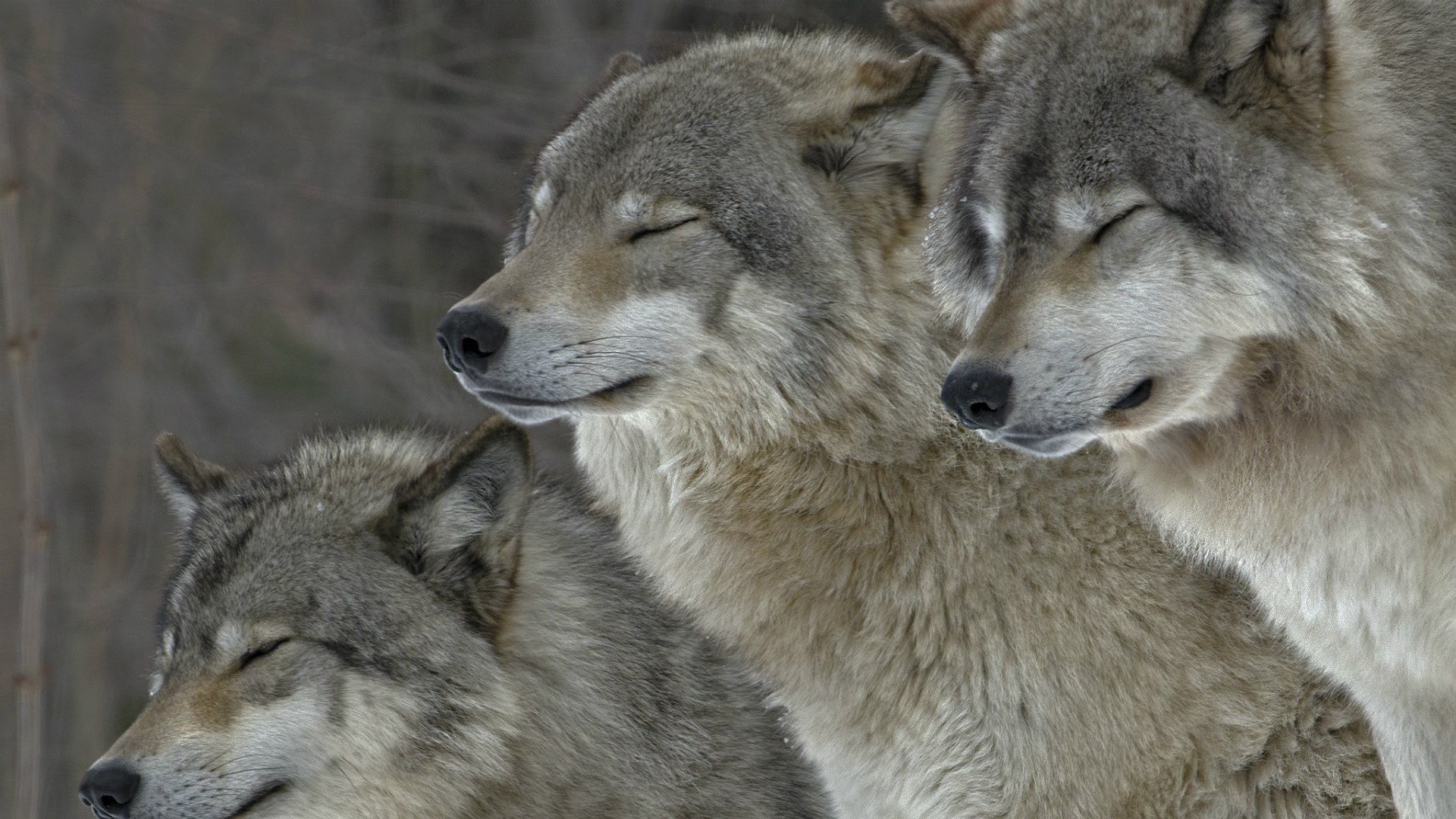 http://www.zastavki.com/pictures/originals/2015/Animals___Wolves_and_Foxes_Wolves_squinting_against_the_wind_095063_.jpg