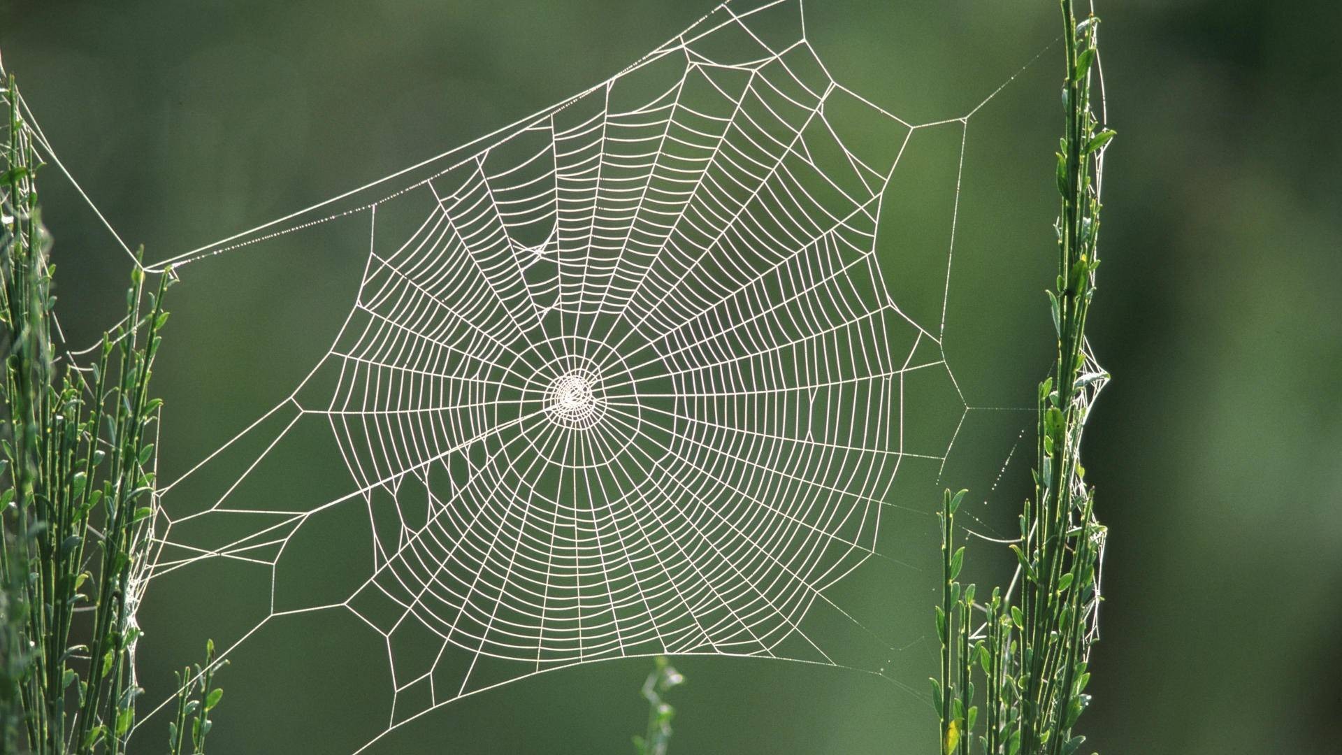 Spider web between two green stems wallpapers and images - wallpapers