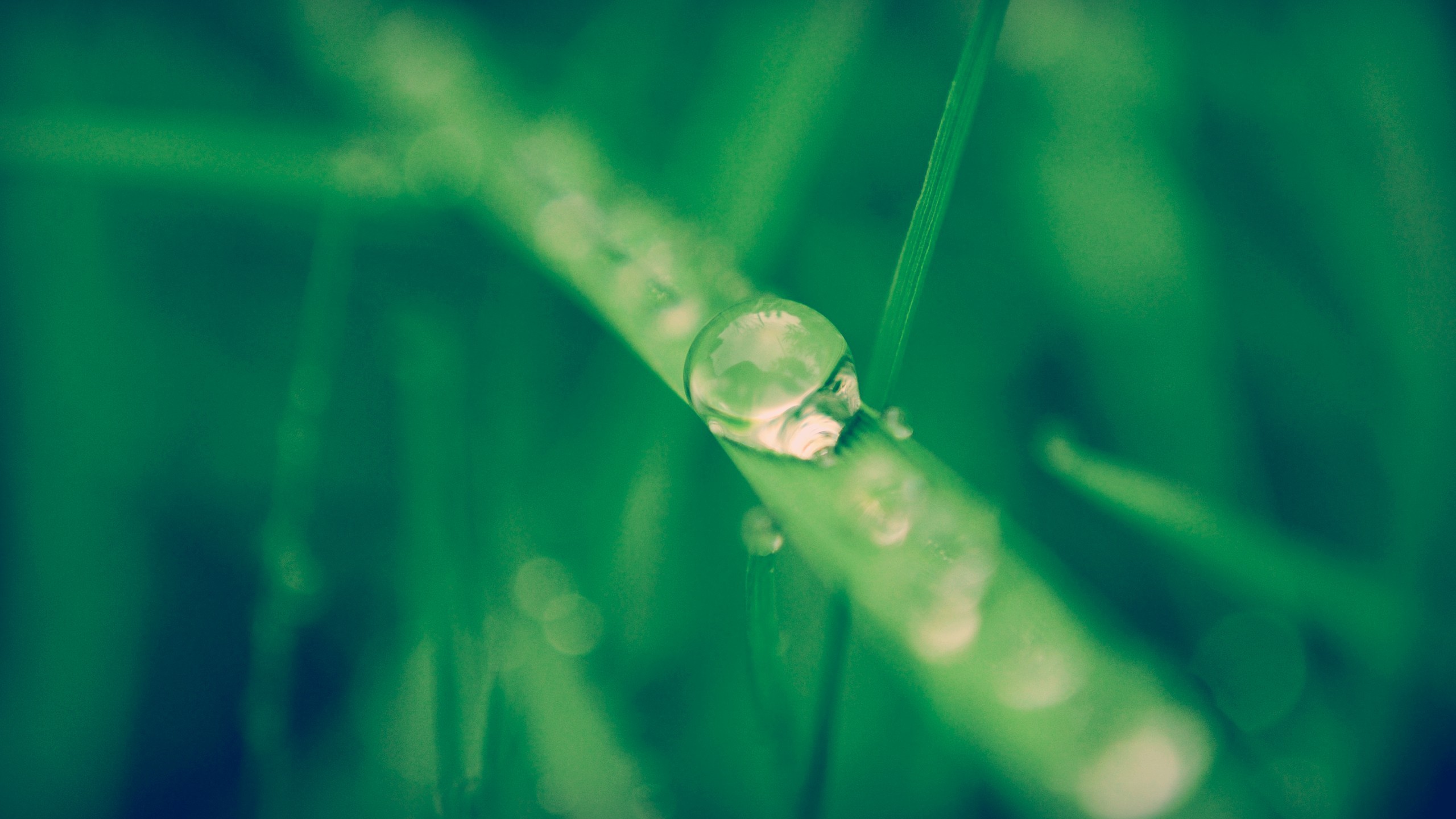 A drop of water dripping on a blade of grass wallpapers and images